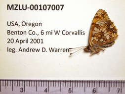 Image of Phyciodes mylitta