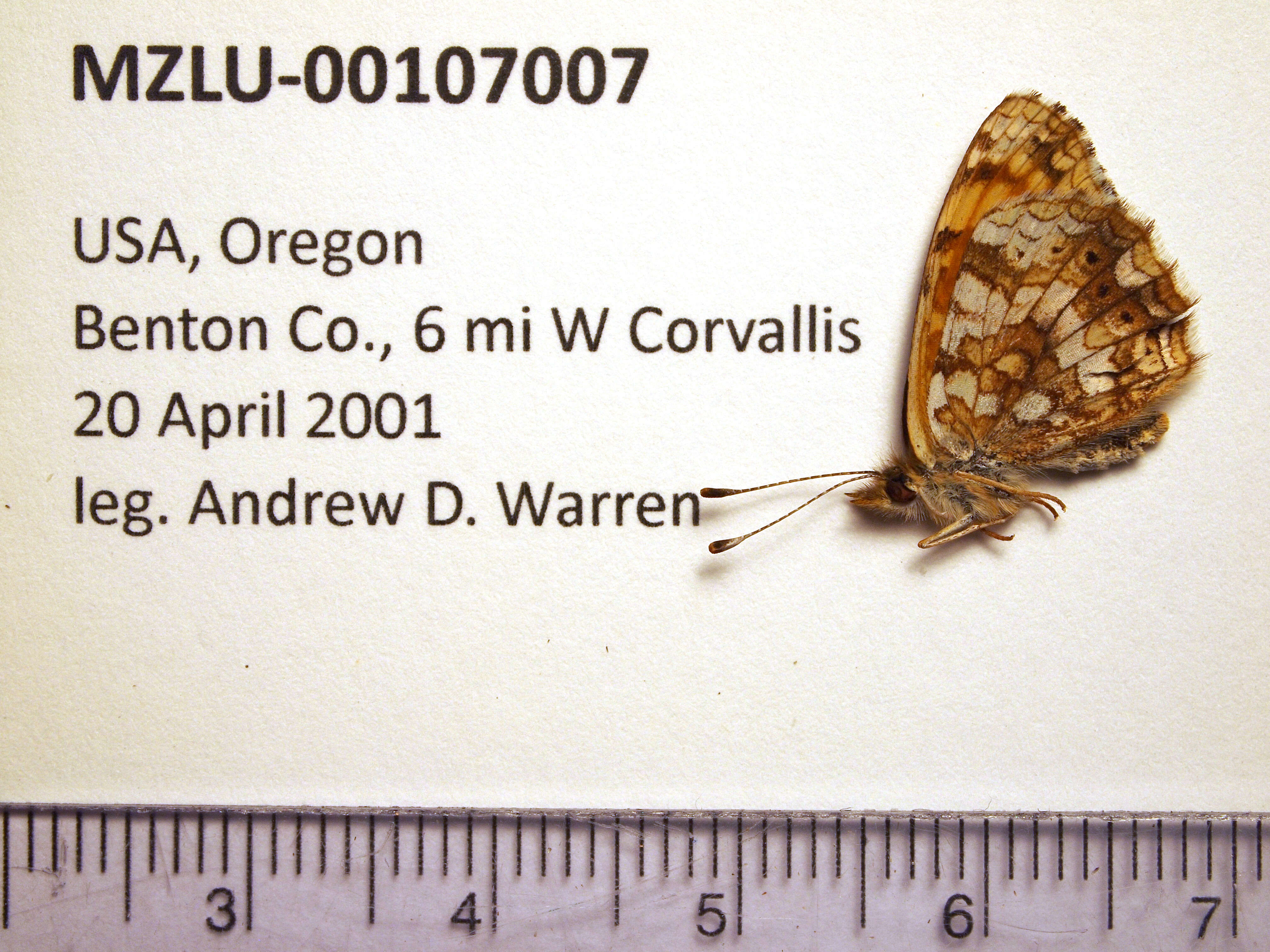 Image of Phyciodes mylitta