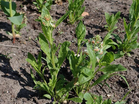 Image of garden mignonette