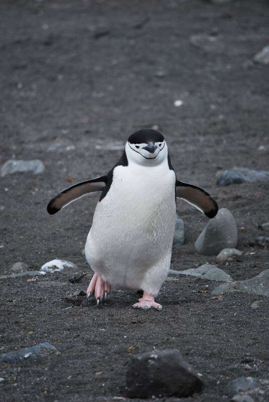 Image of Chinstrap Penguin