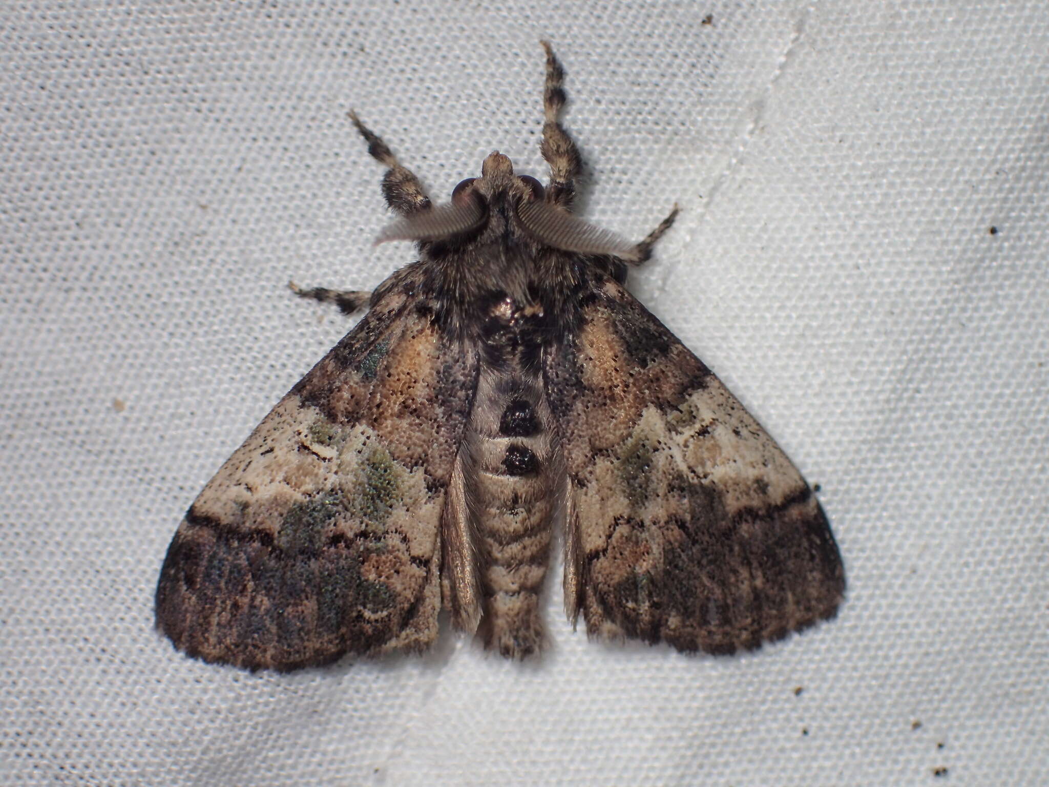 Image of Southern Tussock Moth