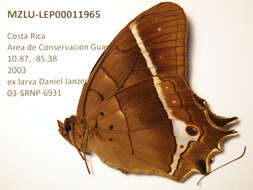 صورة Antirrhea philoctetes Linnaeus 1758