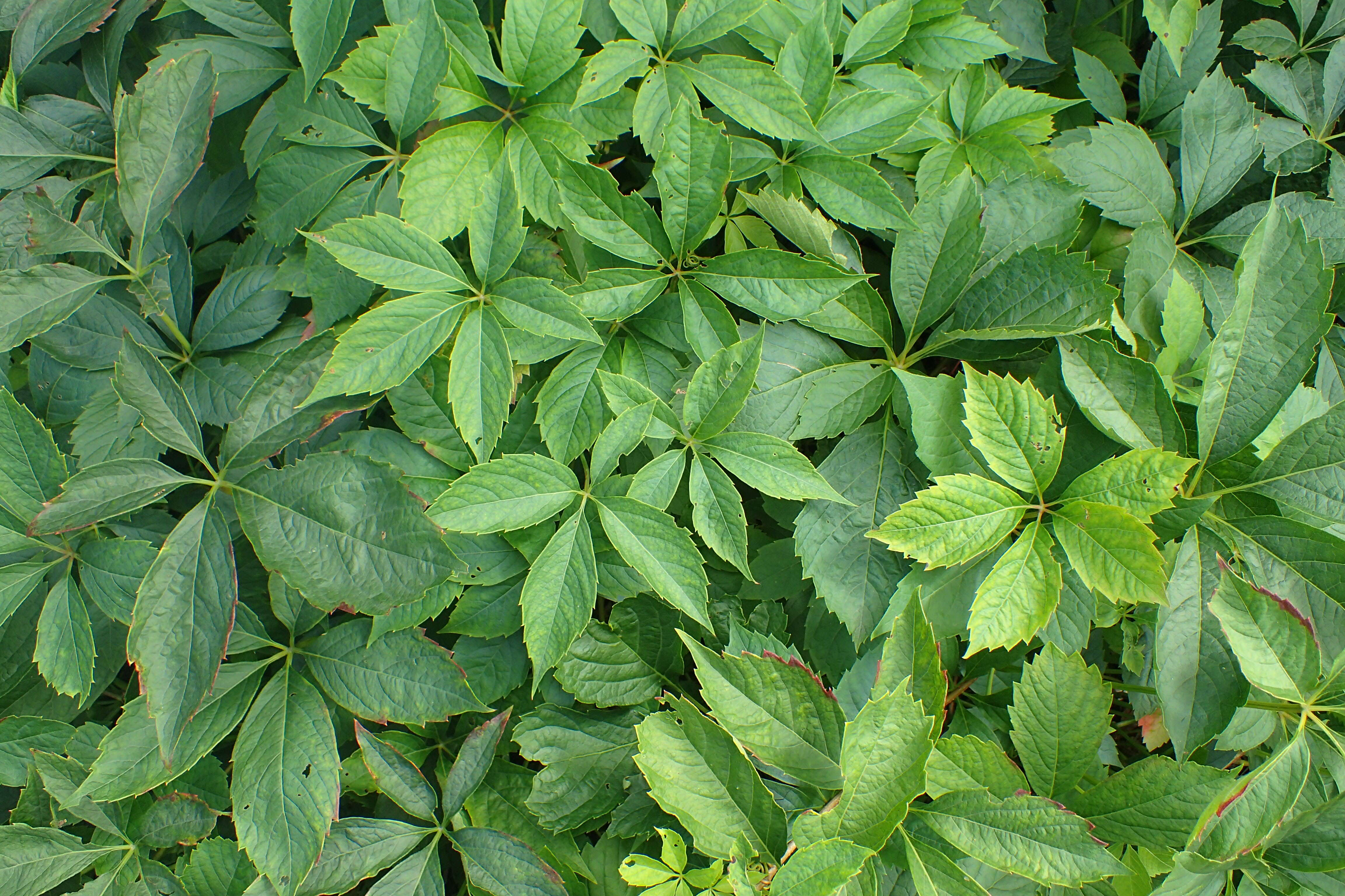 Image de Parthenocissus laetevirens Rehder