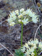 Image of Allium flavescens Besser