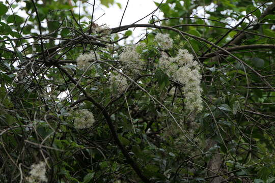 Image of Clematis javana DC.