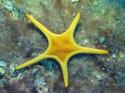 Image of Double Sea Star