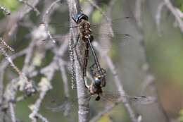 Image of Delicate Emerald