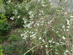 Image of Philadelphus mexicanus Schltdl.