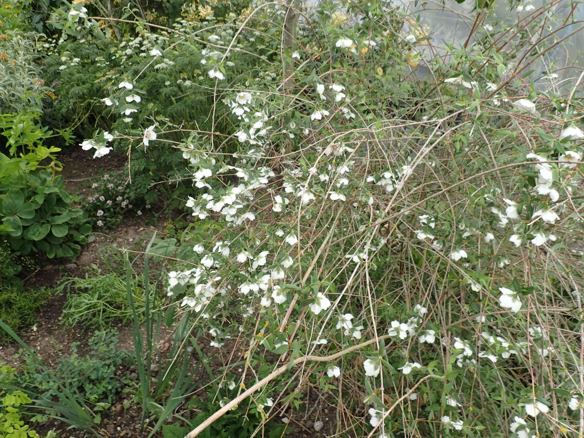 Image of Philadelphus mexicanus Schltdl.