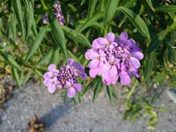 Imagem de Iberis umbellata L.