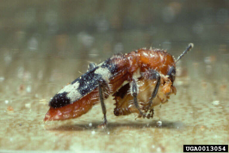 Image of Wavering Checkered Beetle