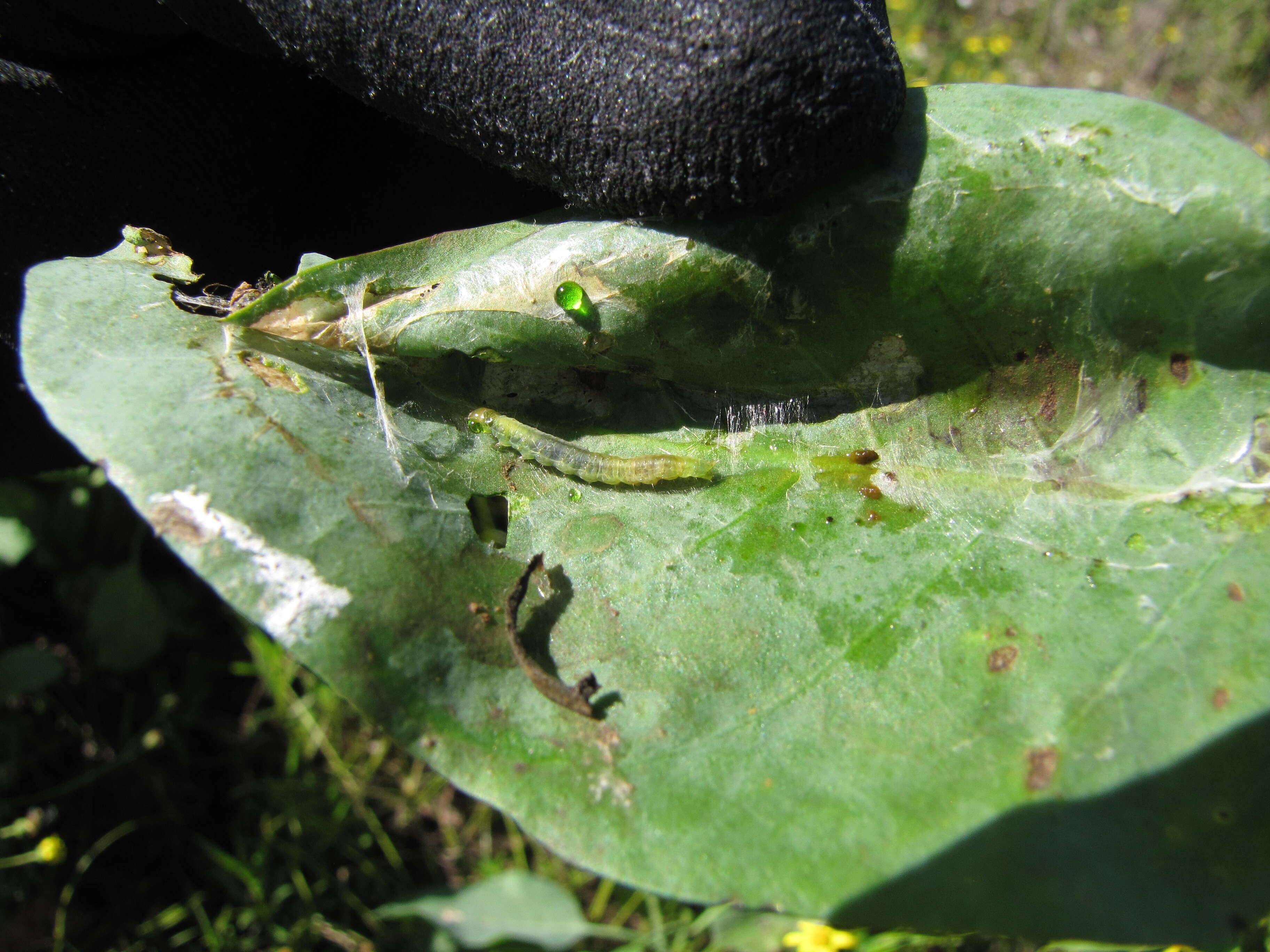 Image of tree tobacco