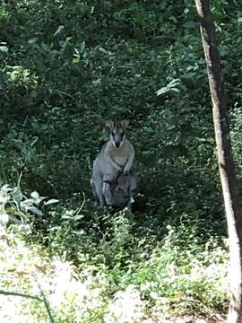 Image of Agile Wallaby