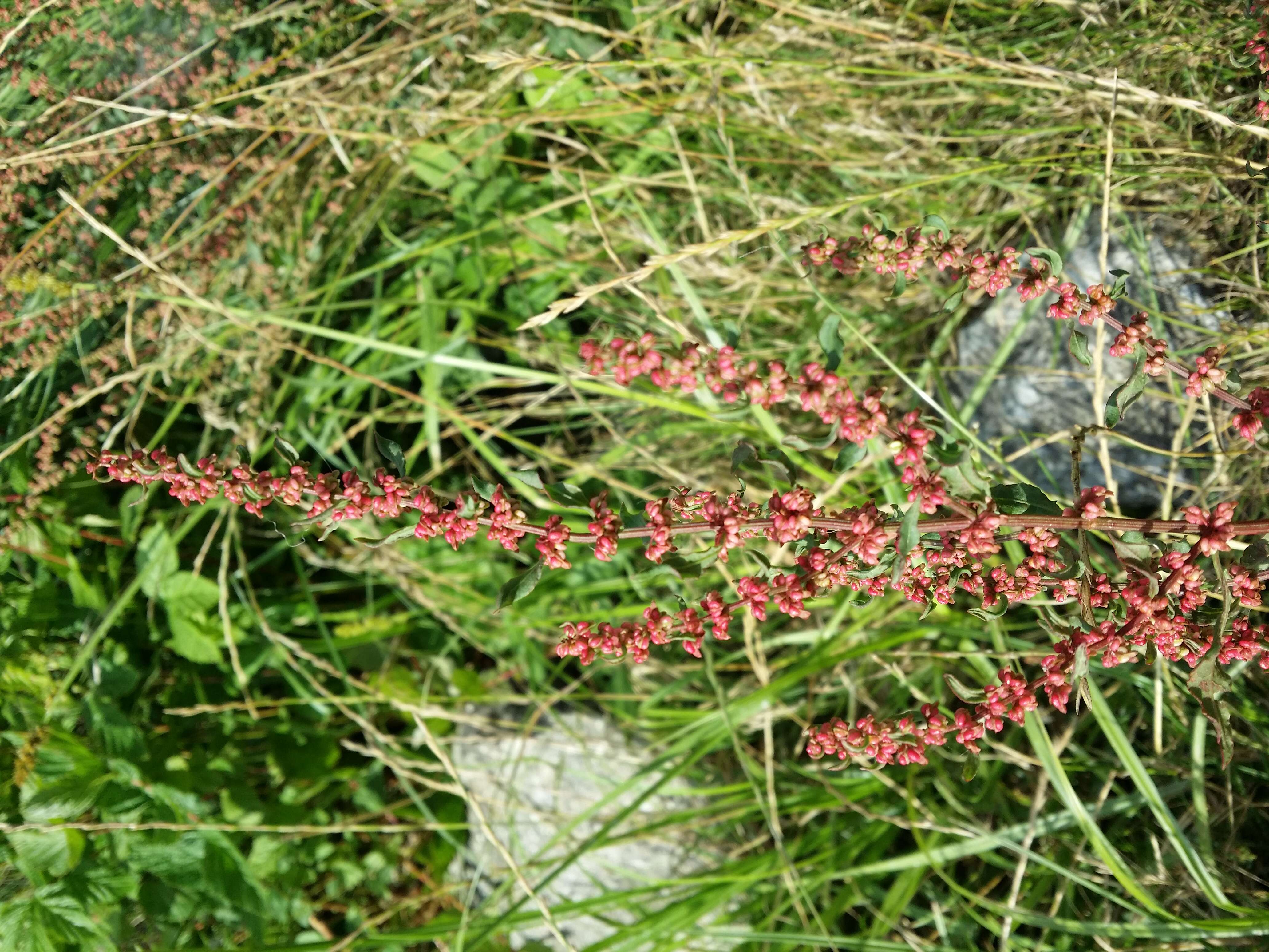 Image de patience agglomérée