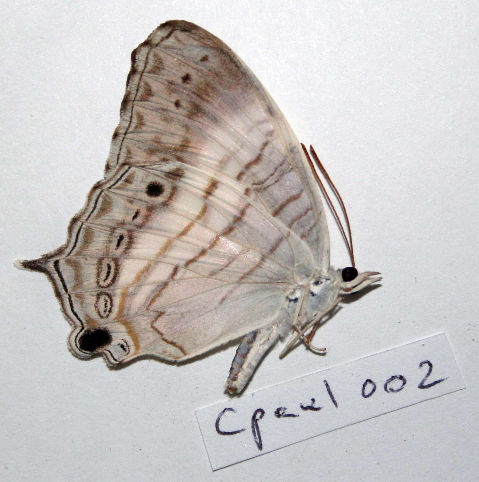 Image of Cyrestis paulinus Felder 1860