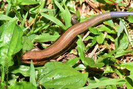 Image of Shanghai Elegant Skink