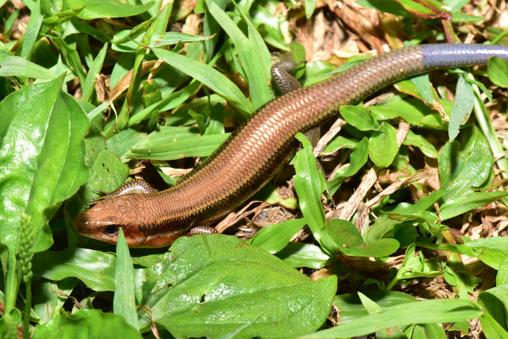 Image of Shanghai Elegant Skink