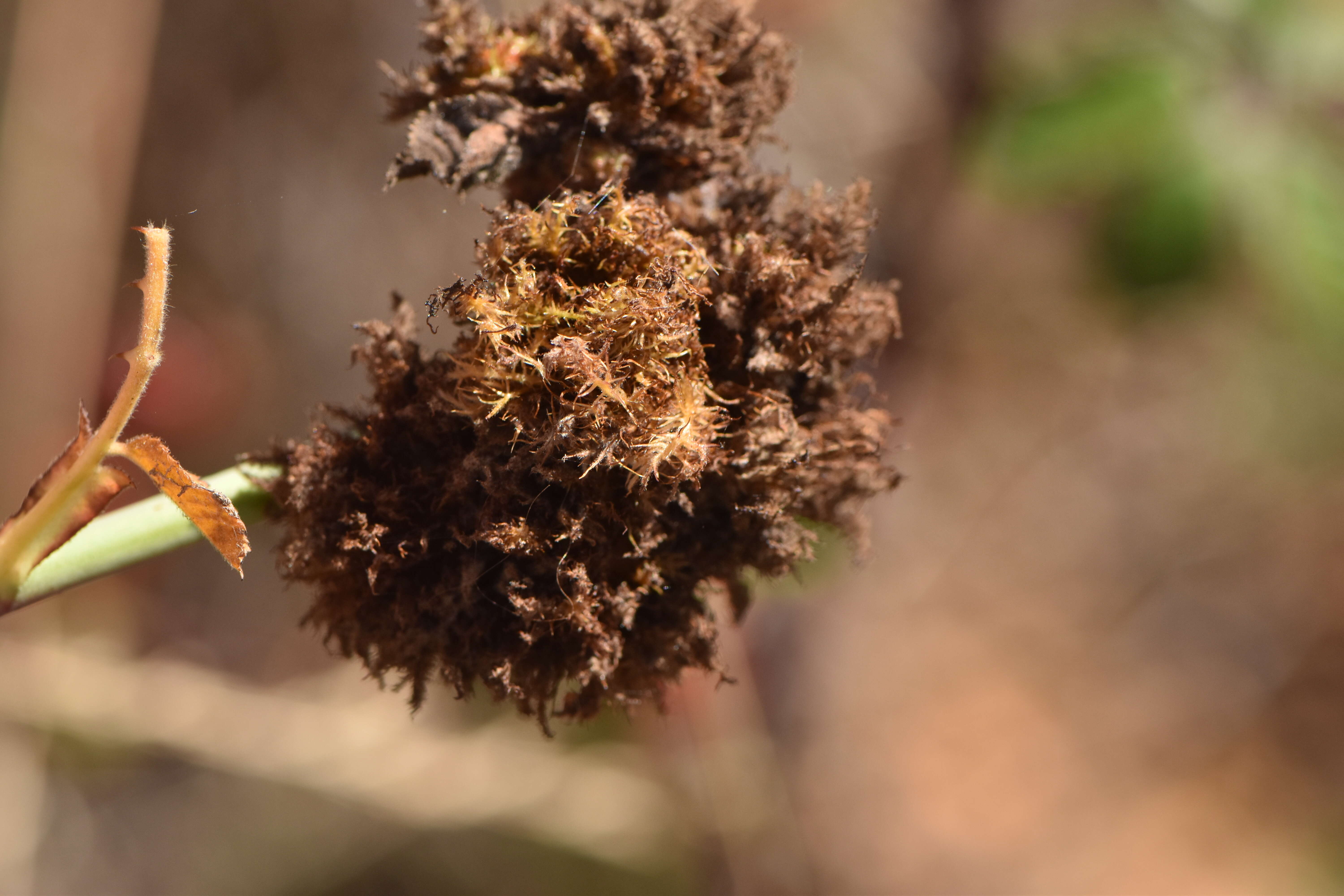 Image of Mossy Rose Gall Wasp