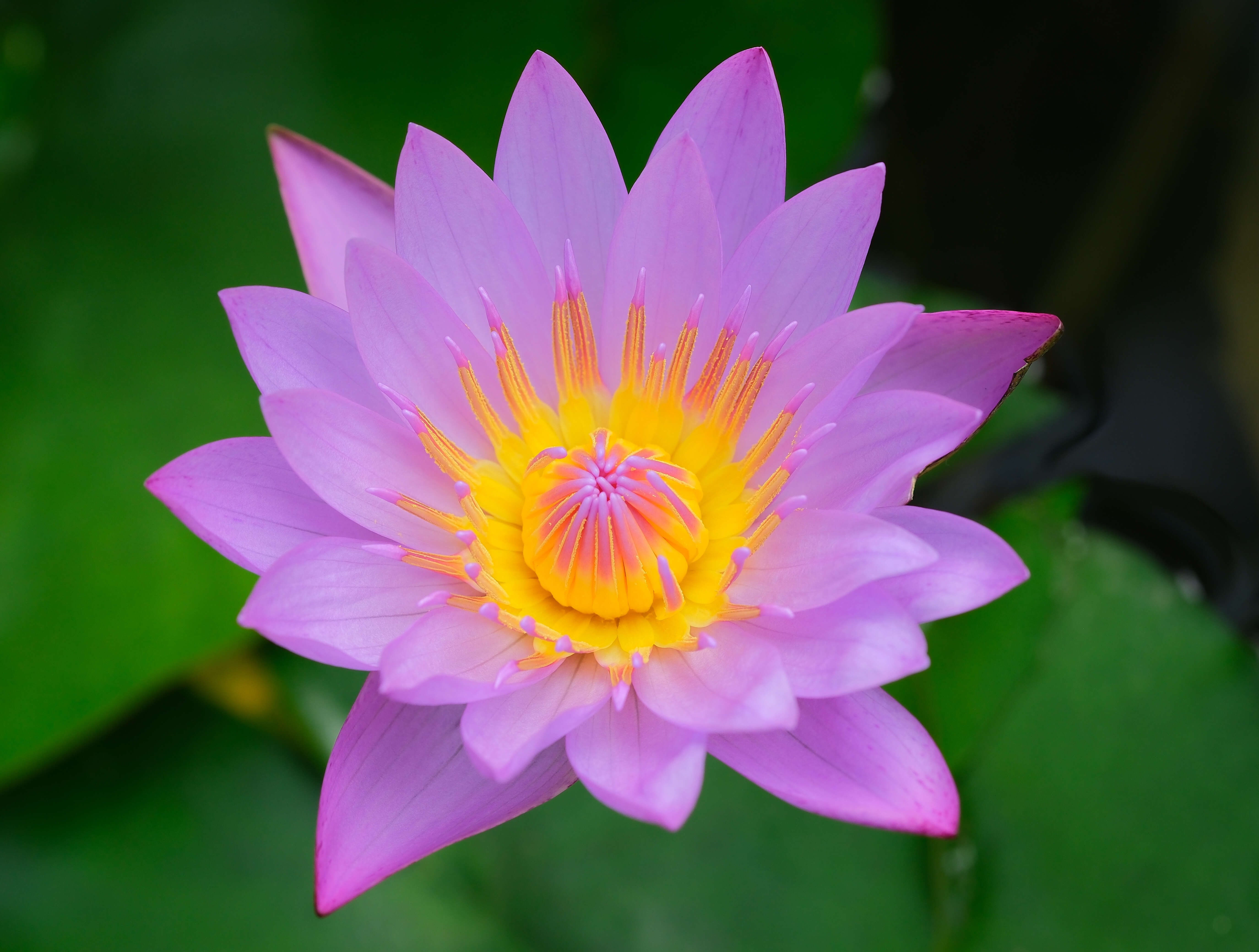 Image of Cape Blue Water-Lily