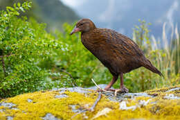 Image of Weka