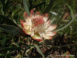 Image of Protea simplex E. Phillips