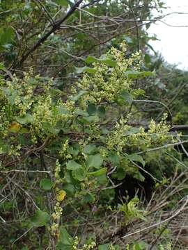 Image of Muehlenbeckia australis (Forst. fil.) Meisn.