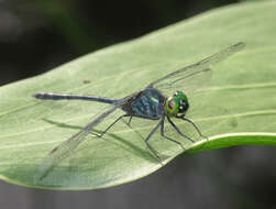 Imagem de Chalybeothemis fluviatilis Lieftinck 1933