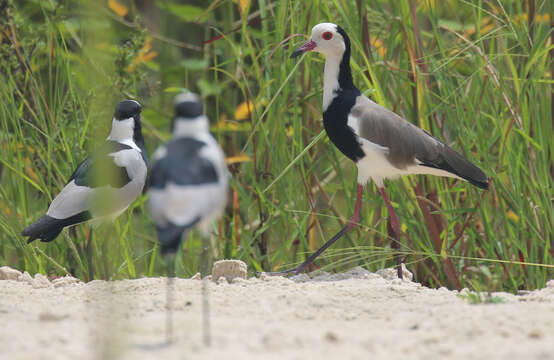 Image of Long-toed Lapwing