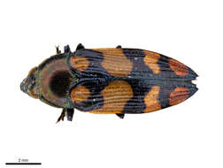 Image of Castiarina alternecosta (Thomson 1879)