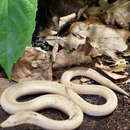 Image of Papua Snake Lizard