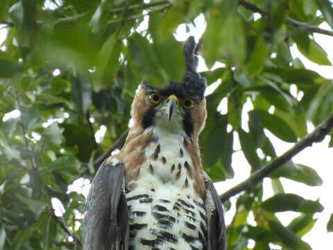 Image of Ornate Hawk-Eagle