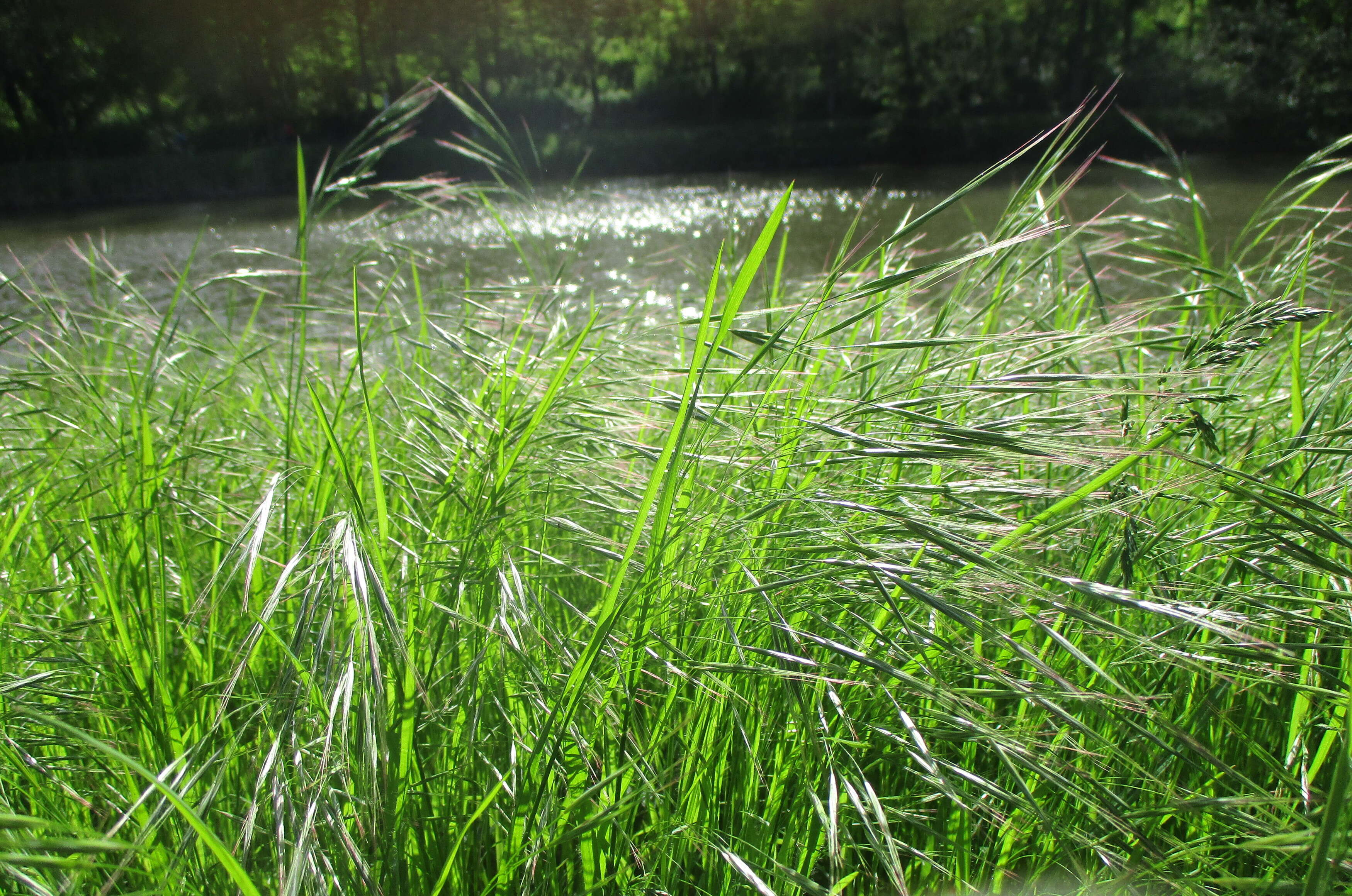 Imagem de Bromus sterilis L.