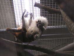 Image of cotton-top tamarin