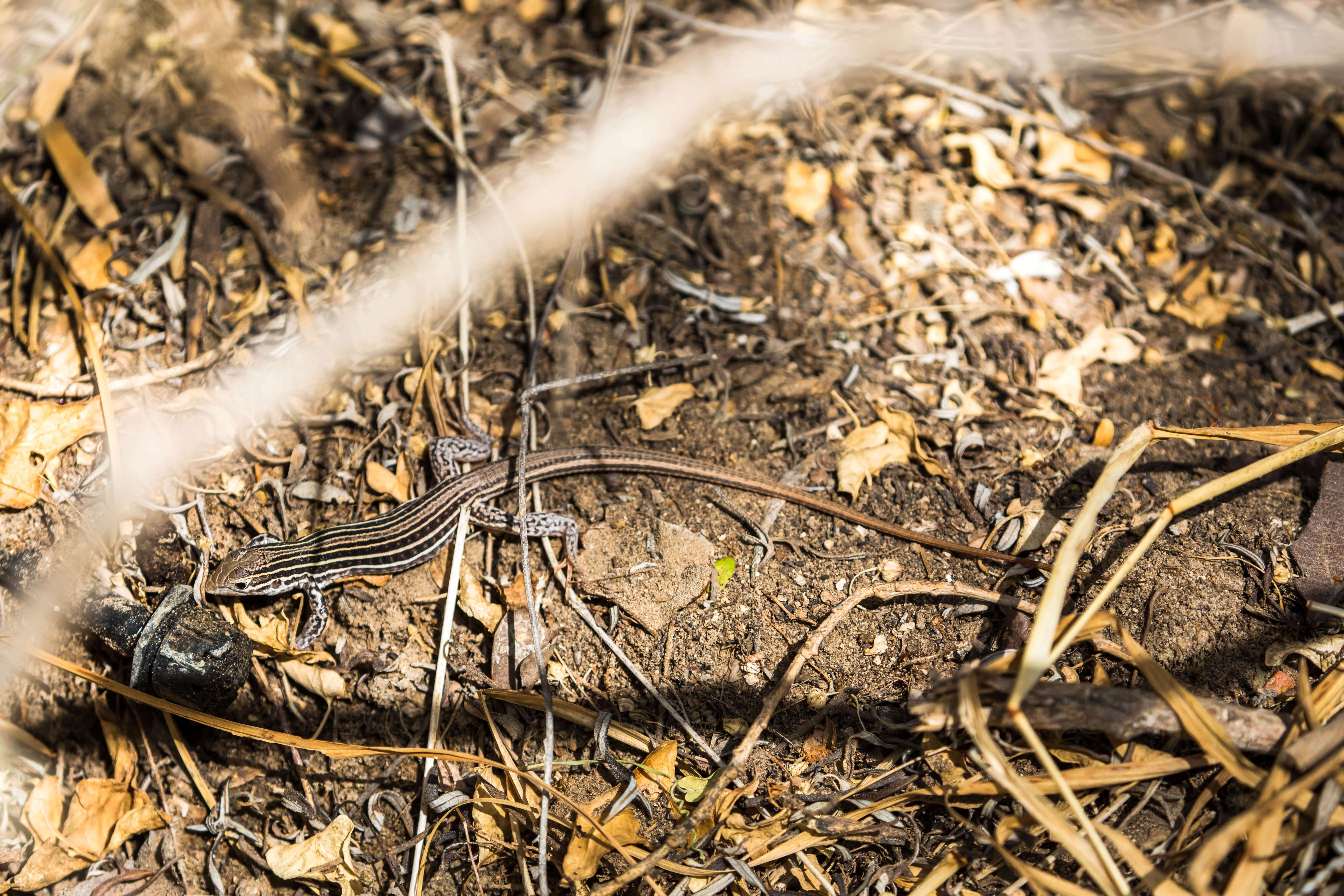 Image of Common Spotted Whiptail