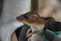 Image of Gaumer's Spiny Pocket Mouse