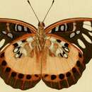 Image of Euthalia aeropa Linnaeus 1758