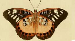 صورة Euthalia aeropa Linnaeus 1758