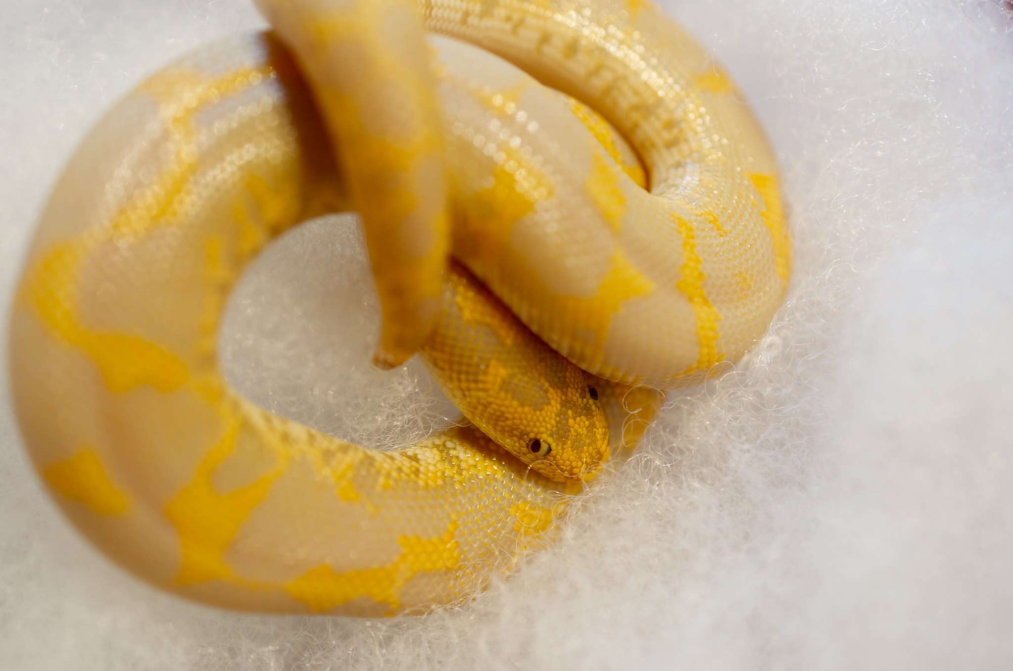 Image of Sand Boa