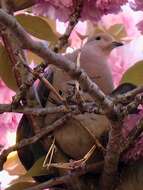 Image of American Mourning Dove