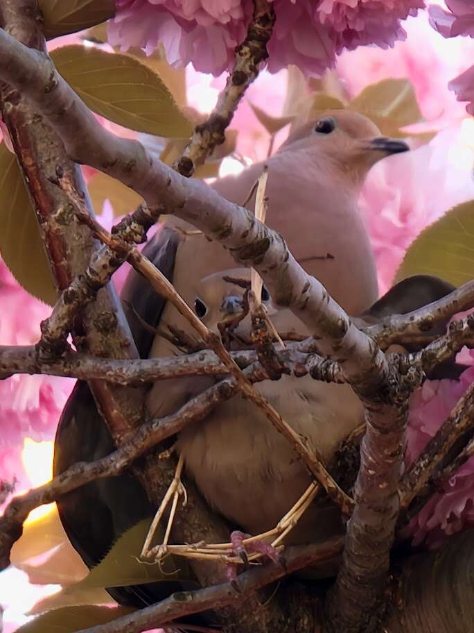 Image of American Mourning Dove