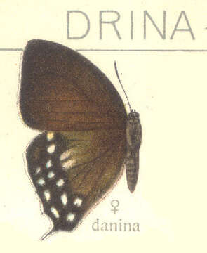 Imagem de Drina donina (Hewitson (1865))