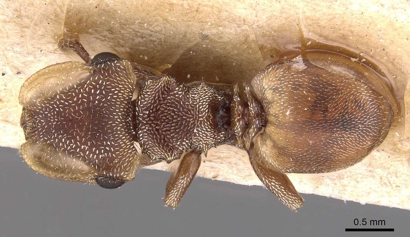 Cephalotes adolphi (Emery 1906) resmi