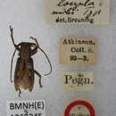 Image of Pterolophia (Ale) longula Breuning 1938