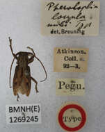 Image of Pterolophia (Ale) longula Breuning 1938