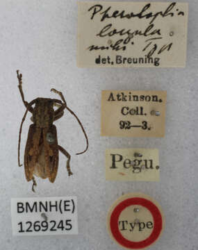 Image of Pterolophia (Ale) longula Breuning 1938