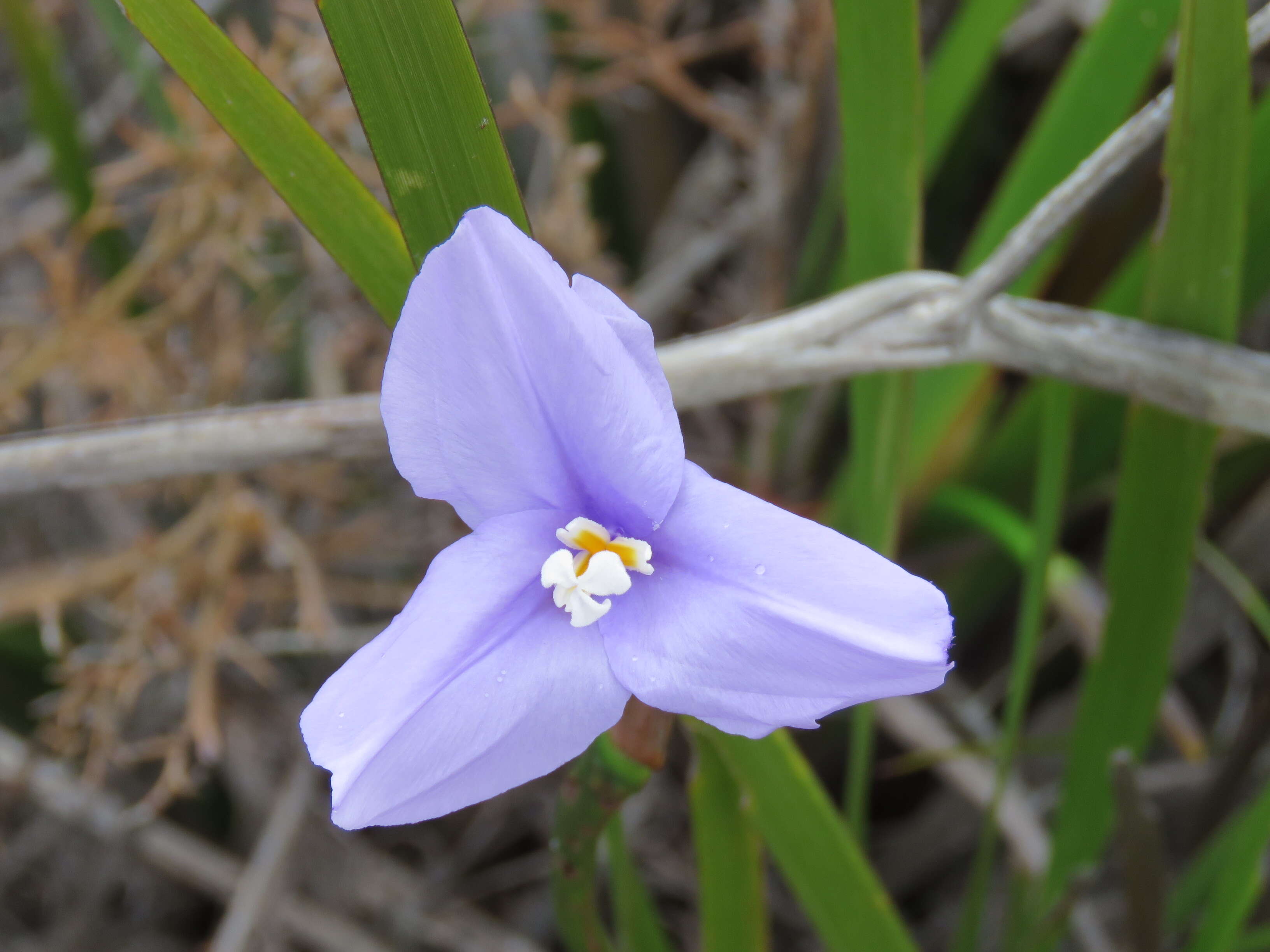 Image of Purple Flag