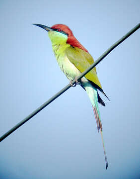 Image of Merops americanus