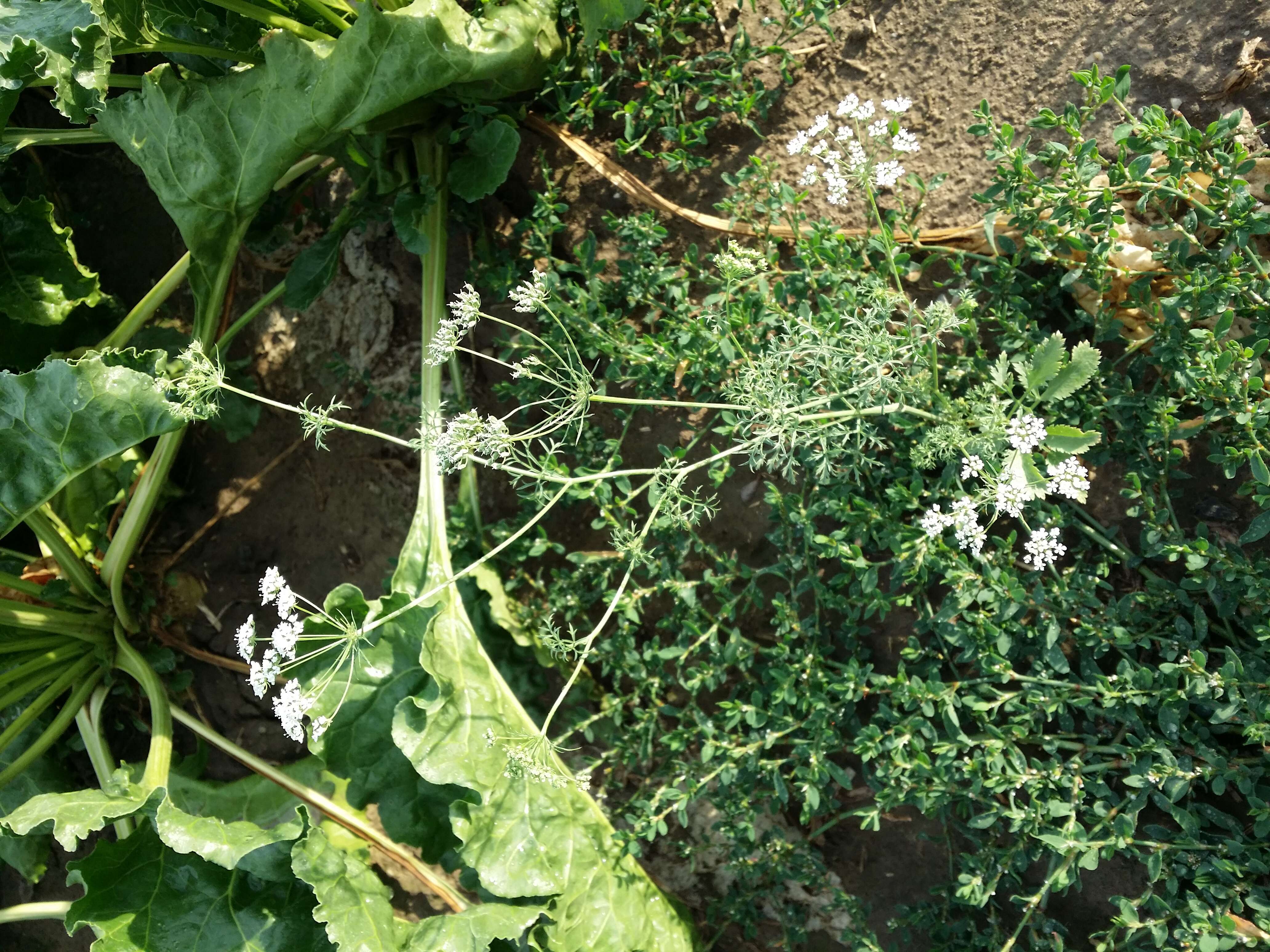 Imagem de Ammi majus L.