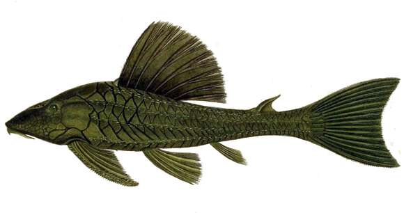 Image of Catfish