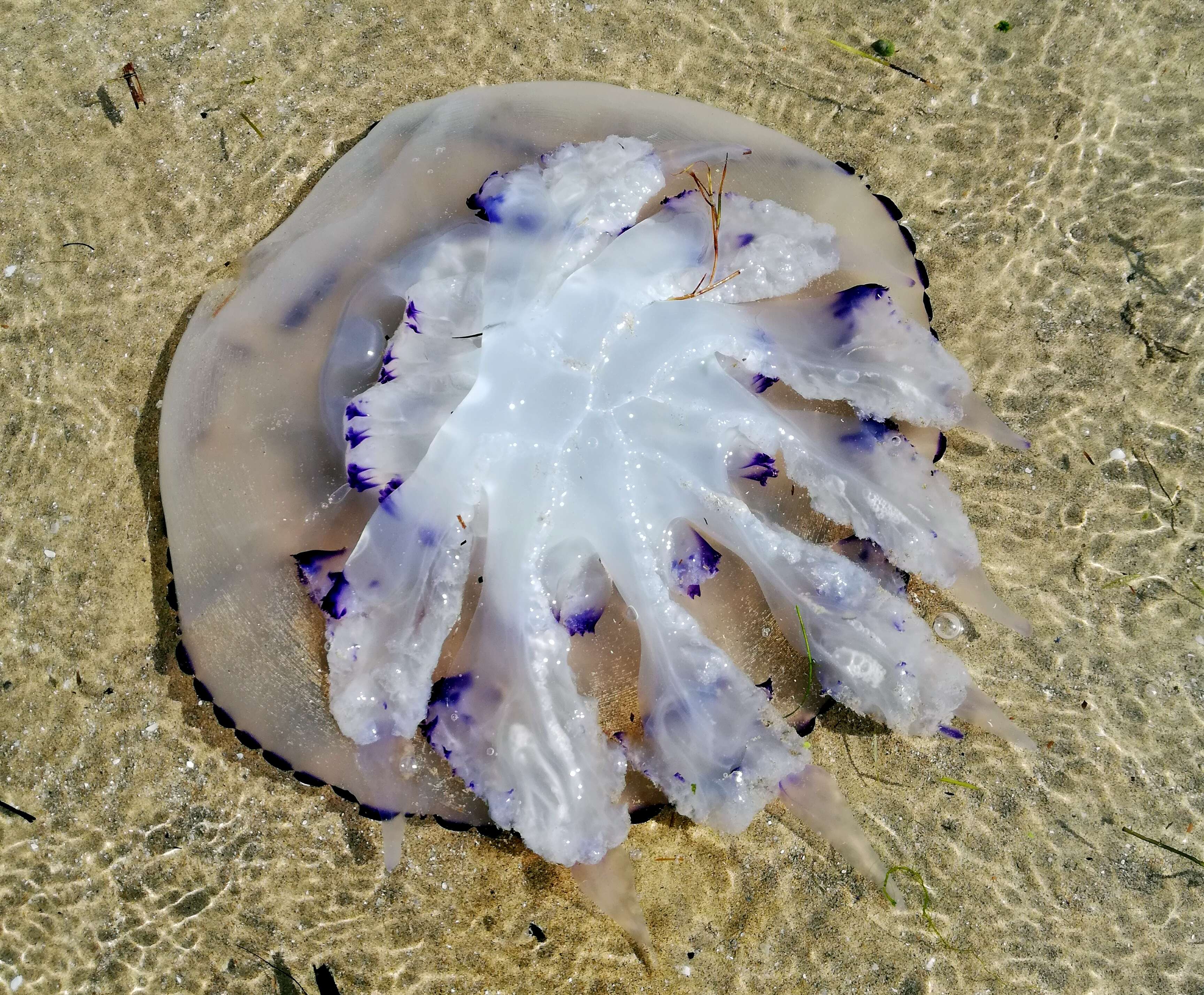 Image of barrel jellyfish